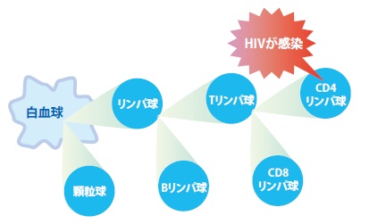 CD4陽性リンパ球とは